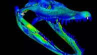 Museum Specimens Get Digital Afterlife