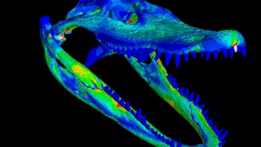 Museum Specimens Get Digital Afterlife